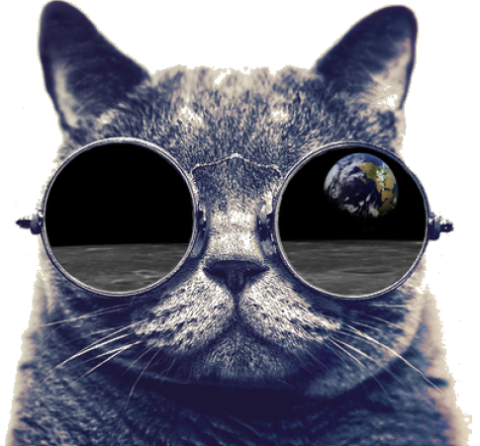 cool cat in sunglasses